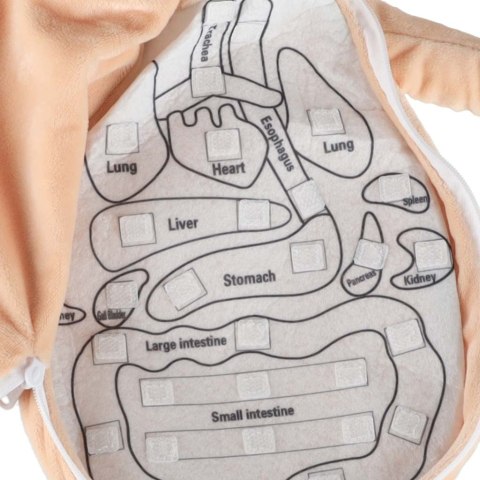 Lalka maskotka nauka anatomii dziewczynka